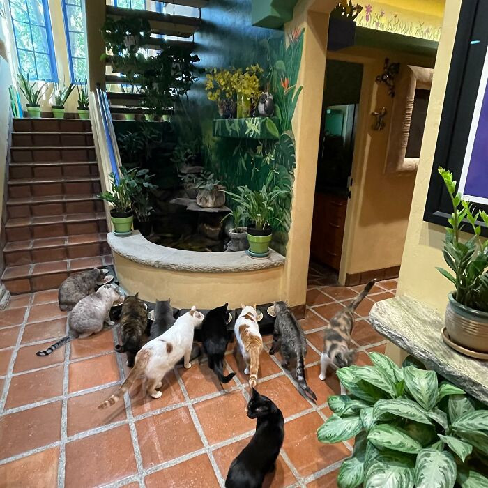 The house also has many plants and feeding spots so the cats feel like kings and queens of their own jungle.