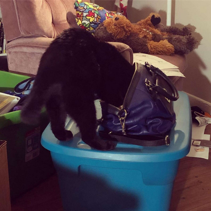 Close view of a cat relaxing in folded laundry items
