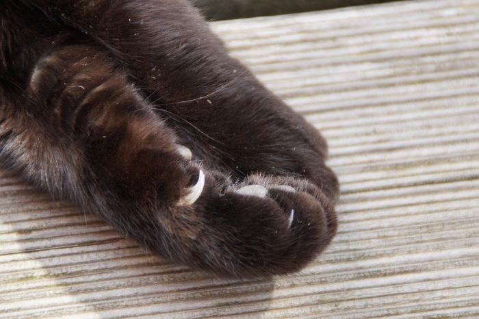 What You Need to Know About Cat Declawing