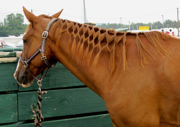 Imagine yourself being a braider of horses' manes and tails for horse shows.