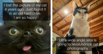 Adorable Cat Posts You Didn't Know You Needed in Your Life