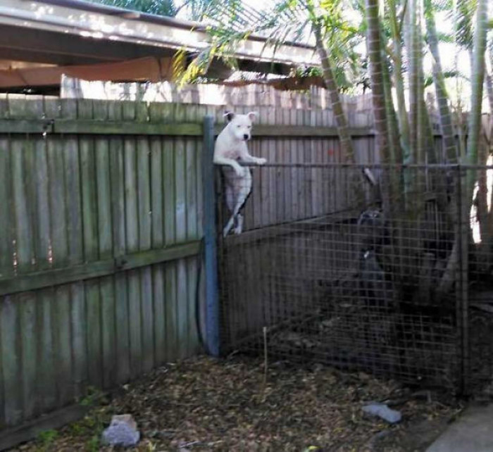 #22 Casually Leaning On The Fence Having A Look Over At Next Door