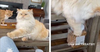 Fluffy Cat Asking For Treats Could Not Make Himself Any Clearer