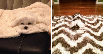 Dogs That Blend So Well Into Their Surroundings That You Just Might Step On Them