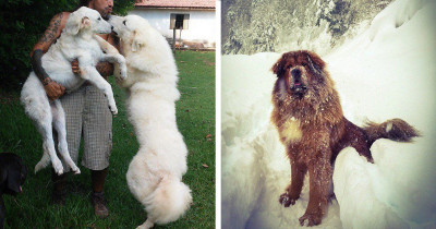 Giant Yet Adorable Dog Breeds You're Going to Love