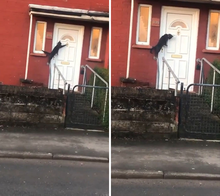 1. This Cat Trying To Get Someone To Answer The Door