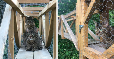 Cat Dad Builds Epic Outdoor Cat Treehouse To Keep His Kitties Safe Furrever