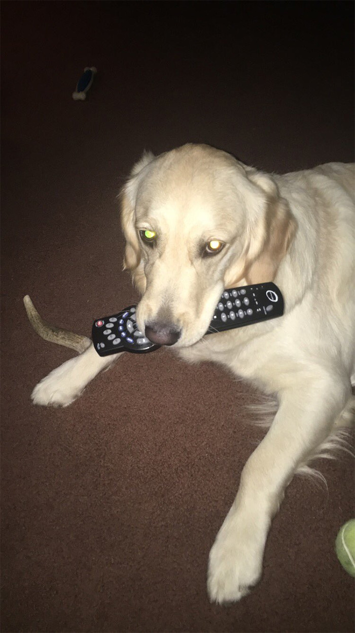 7. She wants to see her favorite dog shows