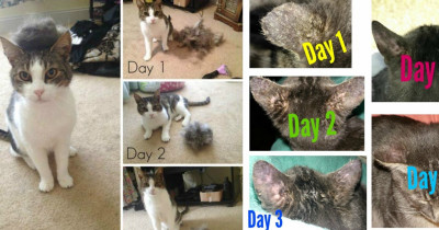 These Amazing Cat Products Will Solve All Of Your Cat-Related Dilemmas