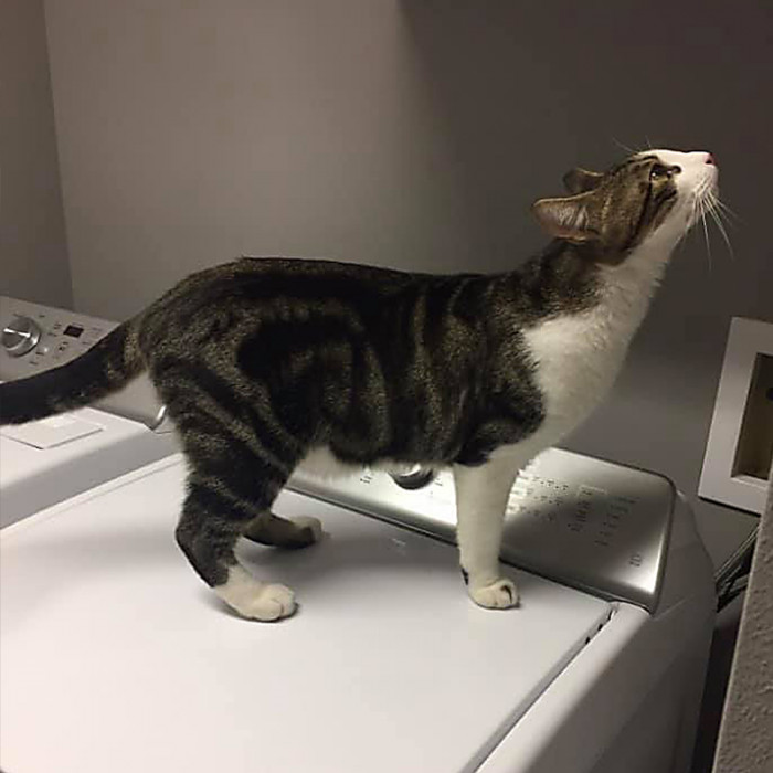 Thankfully, a lovely couple found Sharoo and recognized him. They took him home and kept him safe until Julie could come and collect him.