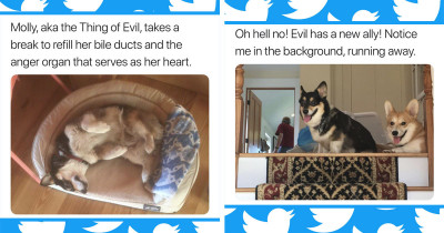Stephen King's Tweets About His Corgi Molly Is The Best Thing On The Internet