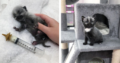 Cute Kitten Found on the Side of the Road Has a Rare Fur Pattern That Makes Her Look Like a Raccoon