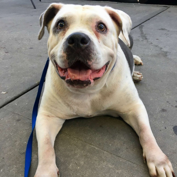 Who would have the heart to abandon these adorable eyes? Certainly, he must have had a strong reason for doing that.