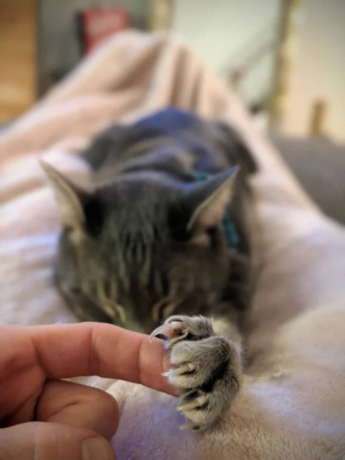 10. "My cat insists I hold his paw while he sleeps on my lap. He has never once scratched me. It's a very trusting relationship kind of thing."