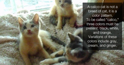 Two Male Calicos Were Born In The Same Litter, And The Chances For That Are Like One In A Gazillion