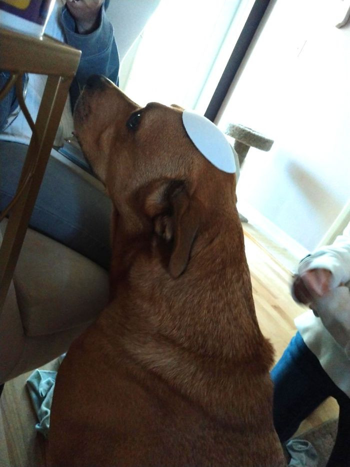 45. Sometimes, when my daughter's pad falls off her bra in the laundry, I use it to make my dog look Jewish