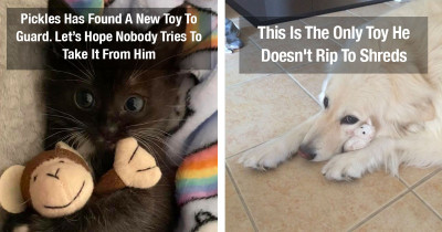 40 Heartwarming Photos Of Pets Refusing To Part With Their Favorite Toys