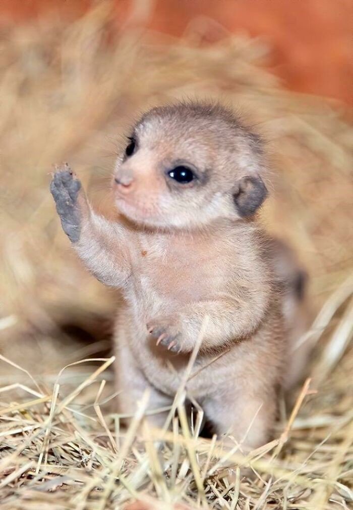 10. Cute Baby Meerkat