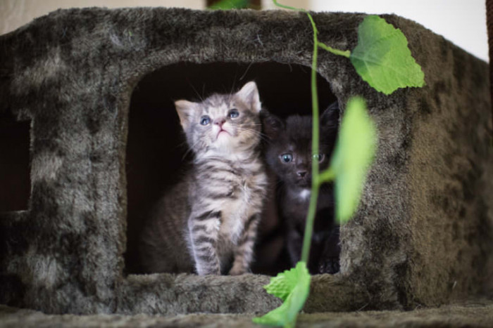 Already, they were completely inseparable, running around like first graders on their first day of school.