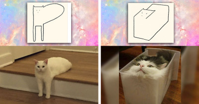These 20+ Cat Drawings Will Have You Saying, 'That's So Accurate'