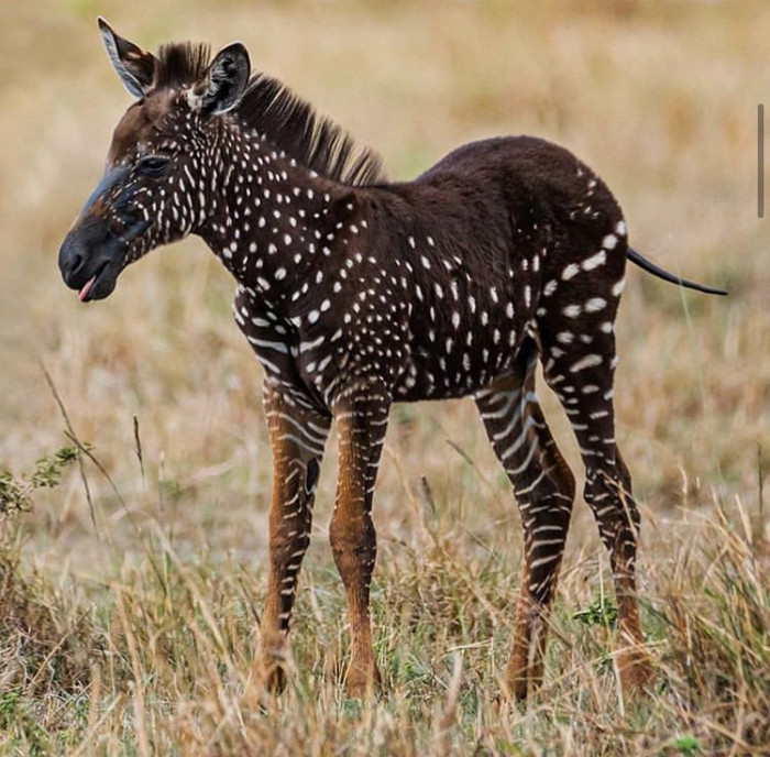 Baby zebra blep