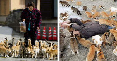 Japan’s ‘Cat Heaven Island’ Made A Music Video To Invite Ed Sheeran To Come Visit
