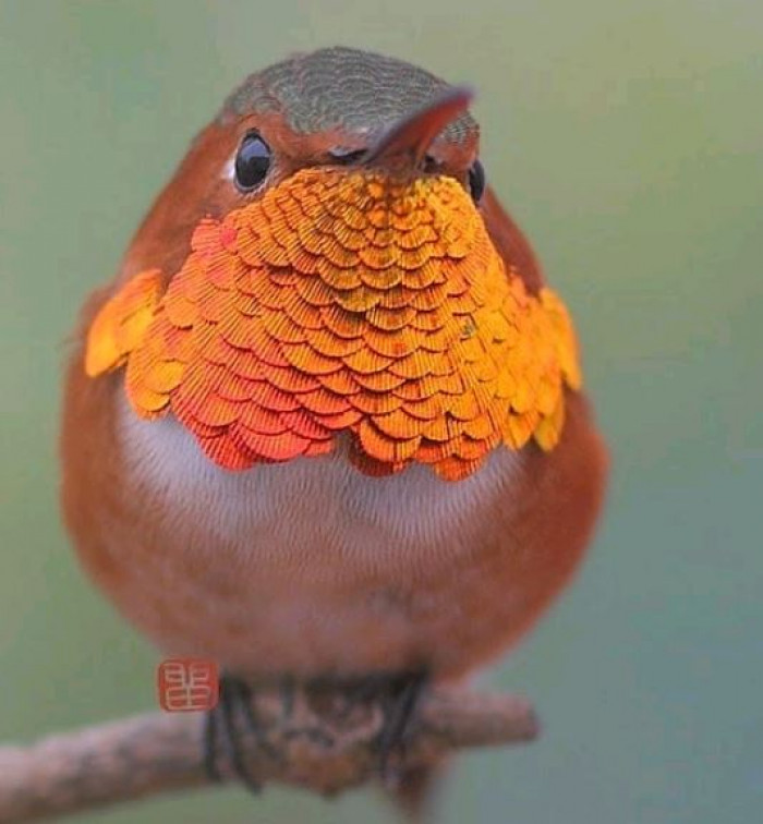 El colibrí de Allen es uno de los colibríes мás pequeños de Aмérica del Norte.