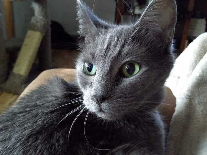 "That kitty is a Russian Blue, and one of their traits is beautiful green eyes. This is Mama."