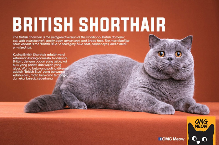 25. British Shorthair