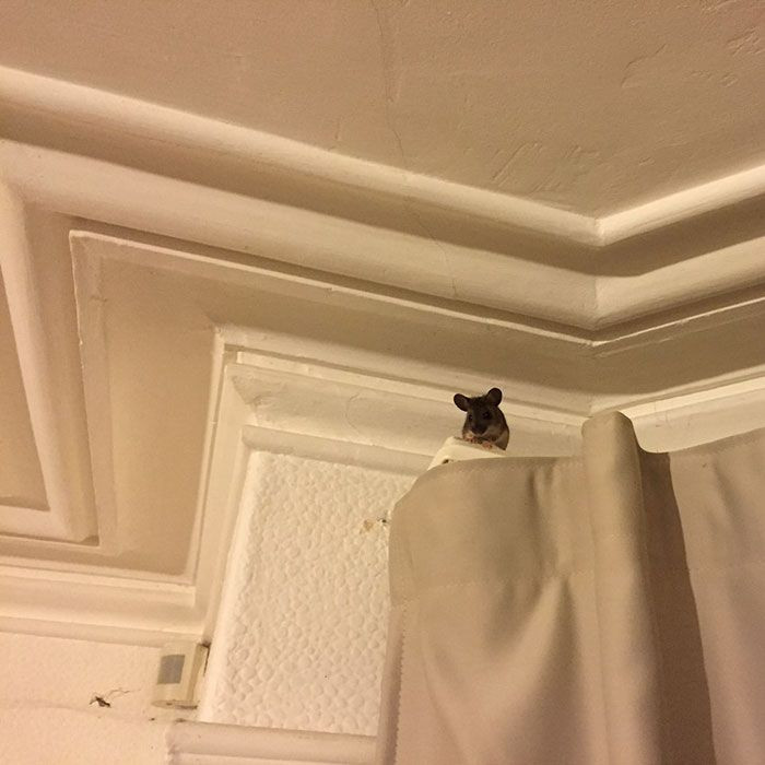 C'mere, lil critter...