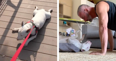 Dog And Dog Dad Duo Have The Greatest Quarantine Workout Program