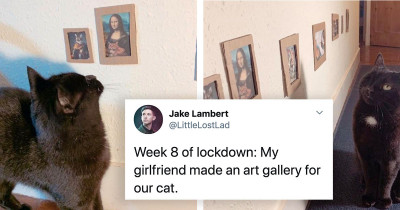 Cat's Owner Makes Art Gallery For Their Injured Pet During Coronavirus Lockdown