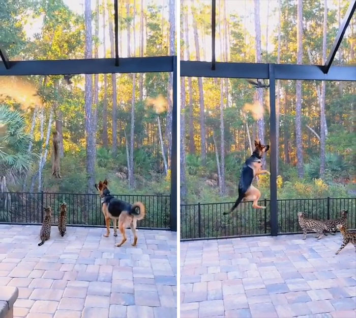 37. Watch out, dog! The cat's jumping skills will leave you in the dust.