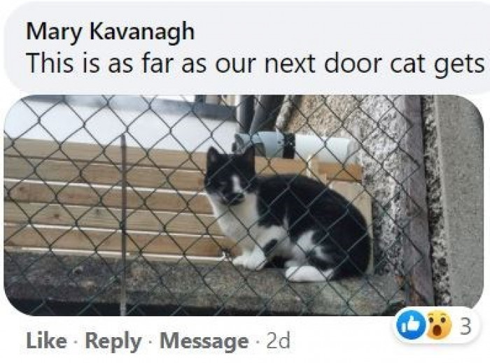 10. The little kitty is not happy about that fence blocking her from jumping in.