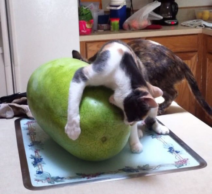 4. “The first time my cat has seen a watermelon.”