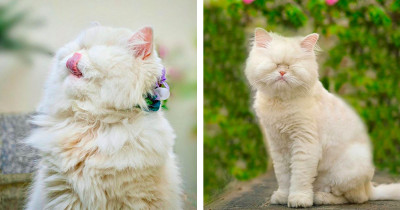 Moet The Blind Persian Cat Rose From Neglect & Abuse To Become A Social Media Sensation