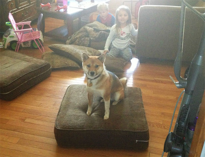 13. "The dog isn't allowed on the couch, so after the babies threw the cushions on the floor, she seized her opportunity and stared at me triumphantly."