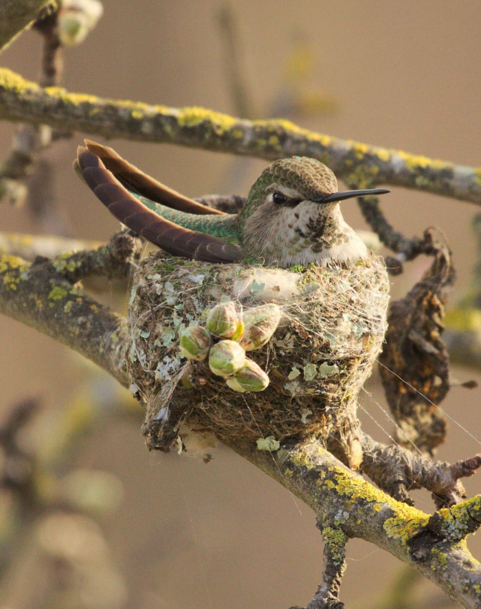 They mostly feed on flower nectar using their long tones but will also eat insects when the opportunity arises