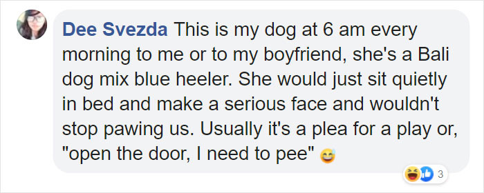 Social media style photo showing Ruby interacting with dogs at daycare