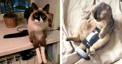 Hilarious Photos of Cats Doing Weird Things That Epitomize Cats in a Nutshell