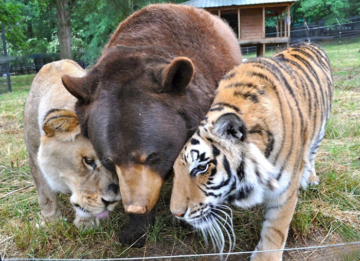 Perhaps the most iconic unlikely friendship of all time, however, is this trio of troublemakers.