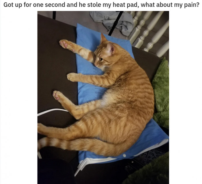 13. I mean this as nicely as pawsible, but your cat is probably thinking,