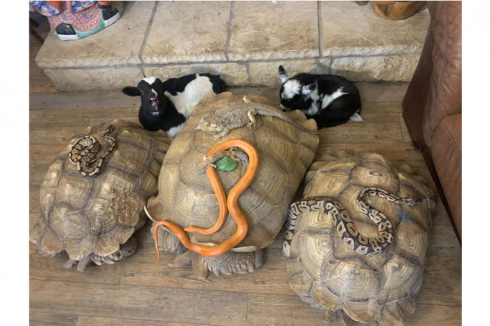 Tortellini, Yoda, and Yoshi, the sanctuary's giant tortoises, had to be carried as they could not move quickly and were quite stubborn.