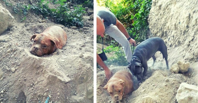 Man Saves A Bull Mastiff Who Was Buried In Dirt And Left To Die