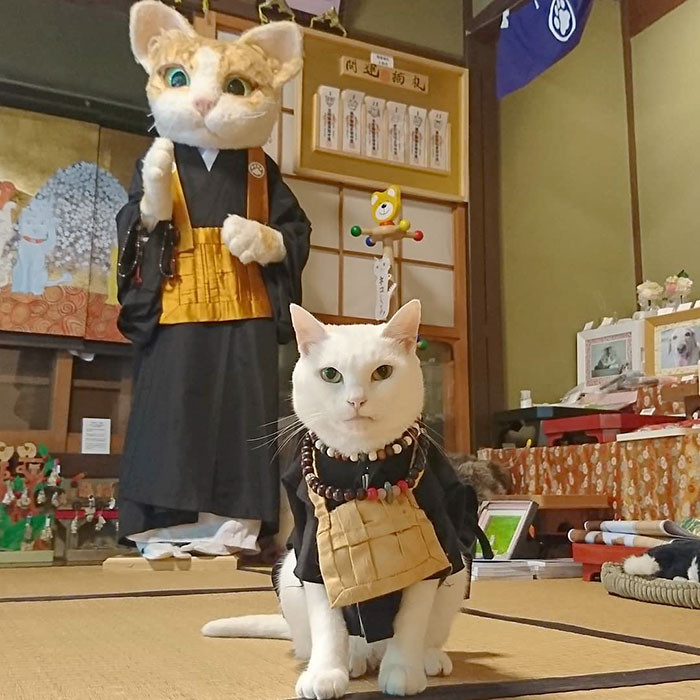 This Japanese Cat  Temple Has Cat  Monks And It s The Cutest 