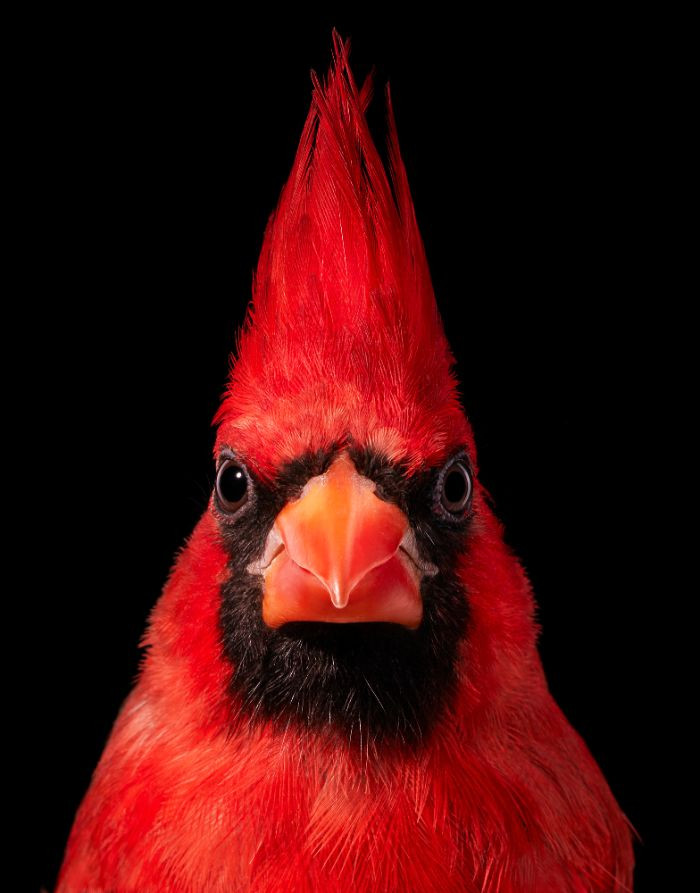 6. Northern Red Cardinal