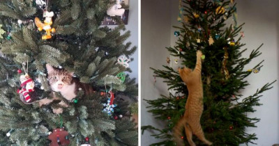 These Cats Got Into The Festive Season By Helping Their Owners Decorate The Christmas Tree