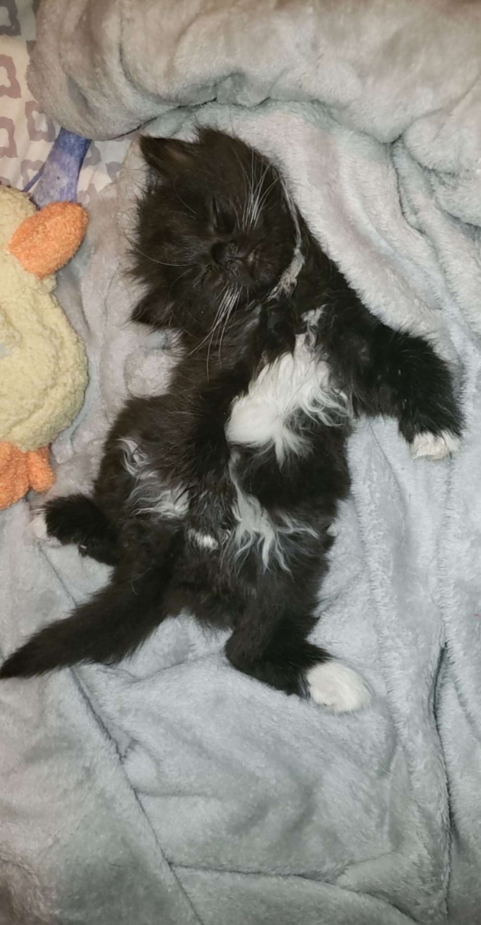 In an interview with The Dodo, Hailee said: