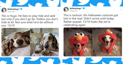 The Latest Rates From WeRateDogs That Everyone Deserves To See