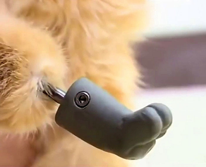 Ryzhik was fitted with four artificial paws!